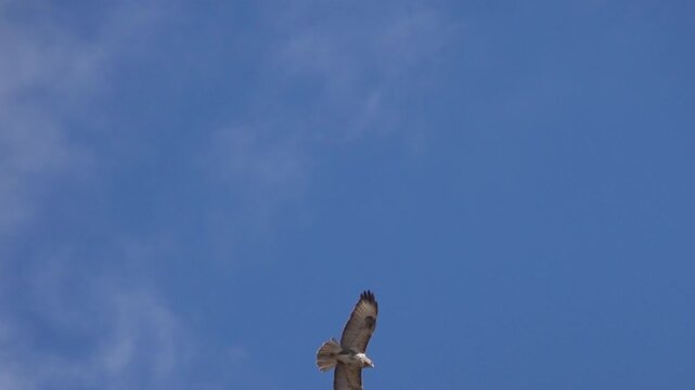 A witering rough-legged buzzard (Buteo lagopus) in a winter feather circling over the slopes of the mountains