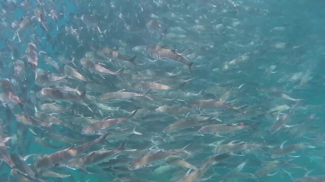 Massive school of Jack fish swimming in a circular vortex formation with sunbeams, underwater. Cabo Pulmo, Mexico.
