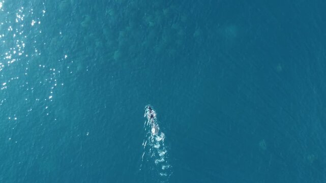 Aerial view of a freediver swimming toward a massive school of Mobula Rays in Baja California, Mexico.