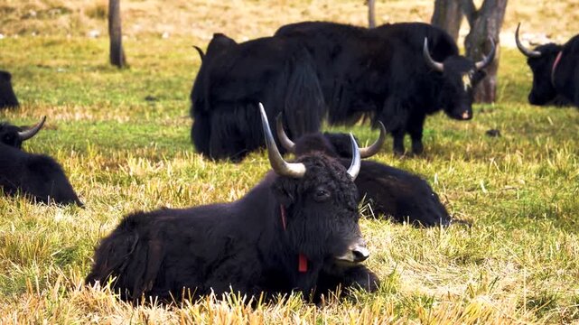 Black Domestic yaks (Bos grunniens), probably a Kyrgyz Yak breed in the mountain meadows of Shangri La, Tibet, China, Tibial base plate