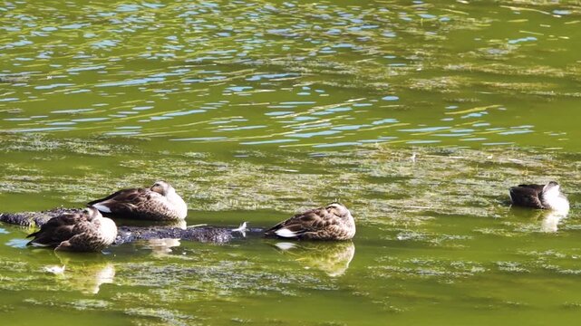 Spotbill duck (Anas poecilorhyncha, mfm) in breeding plumage on the reservoirs of Tibet, Shangri La