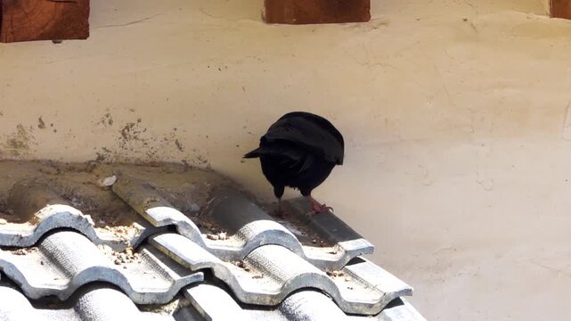 The amazing highest mountain bird chough (Pyrrhocorax pyrrhocorax brachypus) in the villages of an unknown country Shangri la. It's as ordinary as a commonplace crow there. tibial base plate