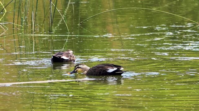 Spotbill duck (Anas poecilorhyncha) sleep in breeding plumage on the reservoirs of Tibet, Shangri La