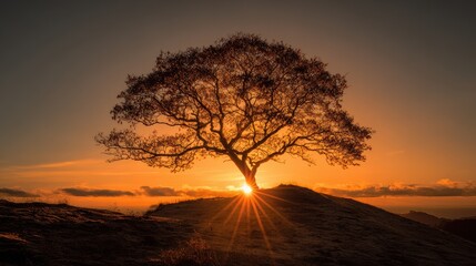 Naklejka premium Silhouette Tree at Sunset, Sunburst, Orange Sky, Nature Scene.