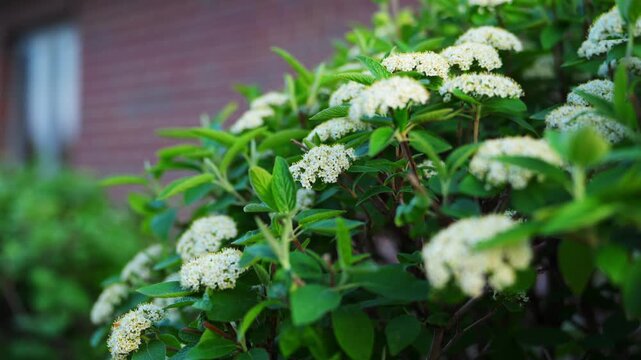 White blooming flowers on white spirea in garden. Spring blossoms in natural outdoor environment. 