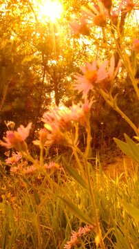 Summer solstice. Fairy nature, summer surreal landscape, soft blurred sunset light, back lit. Magical, majestic june nature. Atmospheric mood. Mystery nature