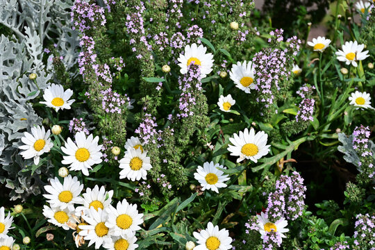 White garden daisies with purple flowers and silver cineraria in a sunny summer flowerbed