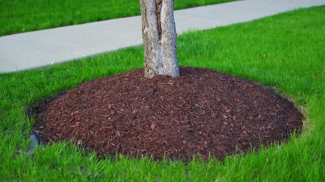 Mulch bed around tree trunk in landscaped lawn. Garden maintenance and residential landscaping