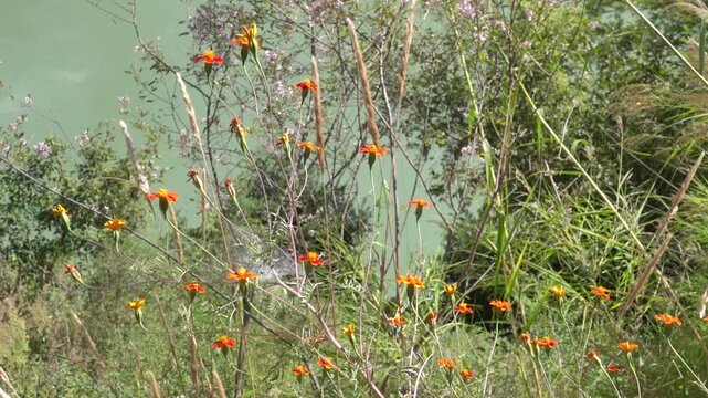 A corner of a mountain meadow over river on Tibial base plate. Probably orange flowers of Pilosella sp.. Asteraceae. Tibet, Shangri la.