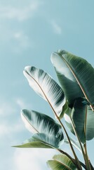 Naklejka premium Frame made of banana leaves looking up at a clear blue sky with soft clouds in the background, tropical foliage in focus