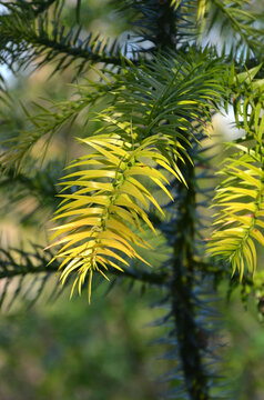 Cunninghamia lanceolata (China Fir) evergreen conifer plant .Close up ,outdoors tree branch with prickly needles. Nature , spring, growing fir tree concept.