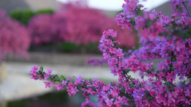 Close up view of Pink flowering crabapple tree in full bloom along suburban street. Spring season with vibrant blossoms and residential neighborhood background.
