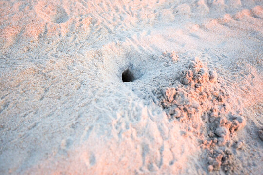 A Ghost Crab burrow in the sand at Assateague Island National Seashore, Maryland