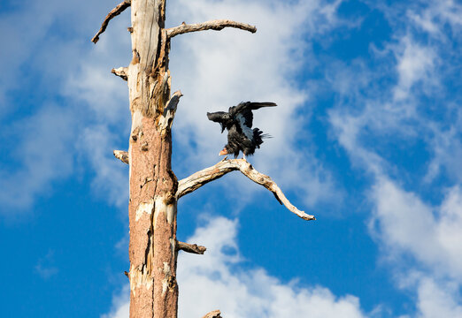 A California Condor perched in a dead tree near the Grand Canyon North Rim