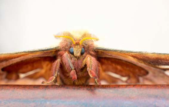Close up of a giant Tulip-tree Silkmoth