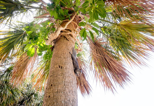 An Eastern Gray Squirrel on a palm tree trunk and eating a nut