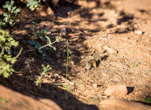 A Uinta chipmunk foraging in Zion National Park, Utah