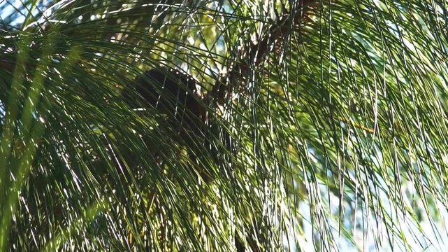 It is like Bhutan pine (Pinus wallichiana) from tibial base plate, Shangri La