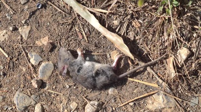 A young dead rat in the village. These rodents have invaded the world