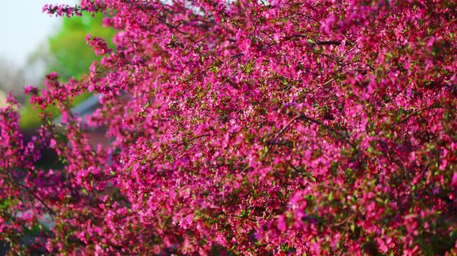 Pink flowering crabapple tree in full bloom along suburban street. Spring season with vibrant blossoms background.