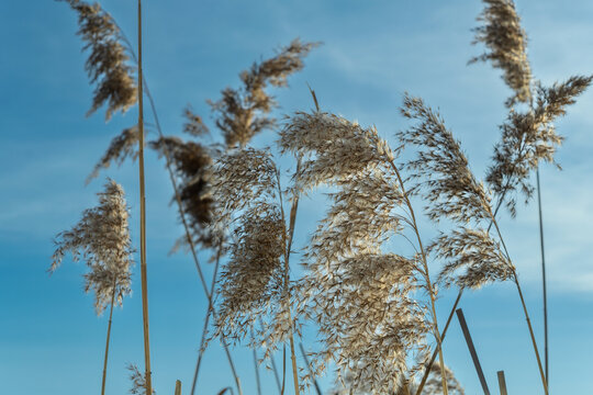 Reed grass stalks against blue sky. Dry phragmites australis plants swaying in the wind under bright sunlight. Concept of freedom and lightness through wild grass reaching for the horizon