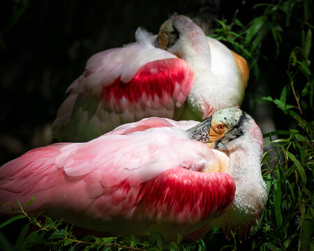 Two roseate spoonbill birds napping at their nest in a rookery of Louisiana