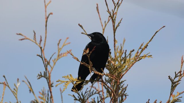 carouge &agrave; &eacute;paulettes sur la branche d'un arbre, Qu&eacute;bec, Canada.