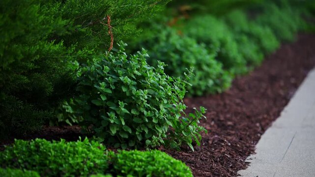 Neatly trimmed shrubs with fresh mulch along sidewalk. Residential landscaping and garden maintenance