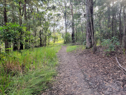 Australian Bush Walking Track. At Hornsby, north of Sydney Australia