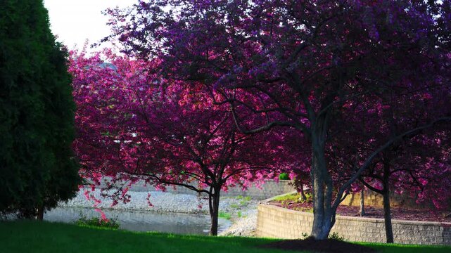 Pink flowering crabapple tree in full bloom along suburban street. Spring season residential neighborhood background.