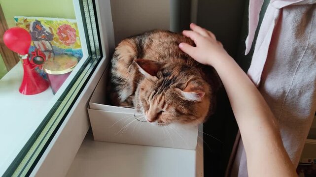 Child Stroking Rescued Stray Cat In Cardboard Box At Home. Child hand gently petting adopted cat resting in box near window. Street cat rescue and adoption story showing care for homeless animals.
