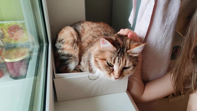 Child Petting Tabby Cat In Cardboard Box At Home. Child hand gently stroking domestic tabby cat resting in white box near window. Pet care and gentle animal interaction in home environment.