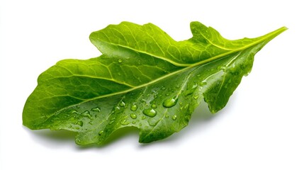 Fototapeta premium Green arugula leaf sits on a white background.
