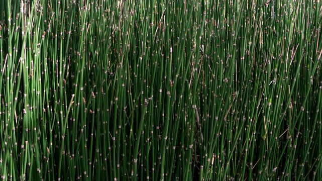 Equisetum hyemale horsetail plant resembling bamboo in close view. Green natural background, vertical stems, minimal texture, botanical pattern and nature concept.