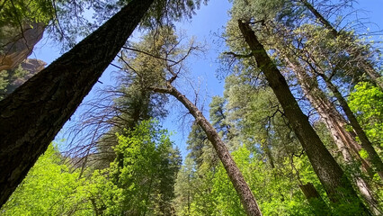 Breathtaking view of towering red sandstone cliffs and lush green forest in West Fork Canyon. Sunny day with bright blue sky. Iconic Arizona wilderness landscape and travel adventure atmosphere. © HO-HO