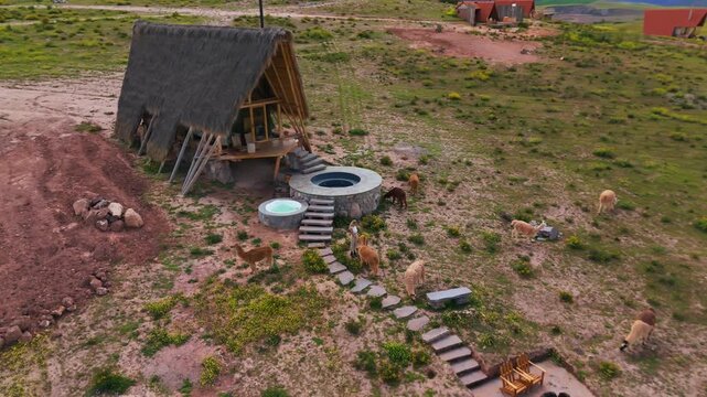 Aerial view of a rustic Peruvian house in green fields with grazing llamas