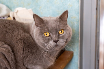 Gray British Shorthair cat with amber eyes indoors © Anastasiia