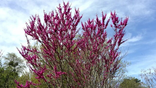 Delicate Cercis chinensis plant in bloom. Pink flowers on branches, spring season, soft floral background, natural beauty and ornamental garden concept.