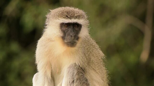 vervet monkey resting, close up 1