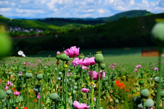 Mohnfeld
