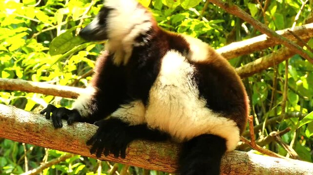 Lemur vari, Varecia variegata, sitting on a branch, looking around attentively, close 8    
