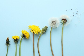 Naklejka premium Dandelions in different stages of flowering on light blue background, flat lay