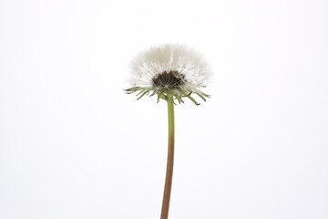 Fototapeta premium One dandelion with fluffy blowball isolated on white