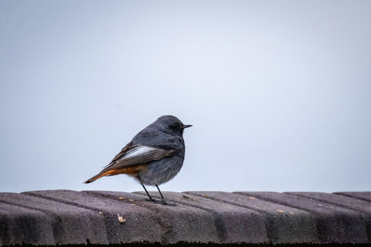 Adult male Black redstart perched on a stone fence on a spring evening, facing perpendicular to the camera lens.