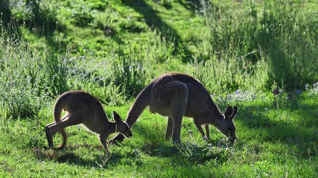 Eastern grey kangaroo, Macropus giganteus, grazing on green meadows by Mann River, New South Wales, Australia. Iconic wildlife in natural riverside landscape.
