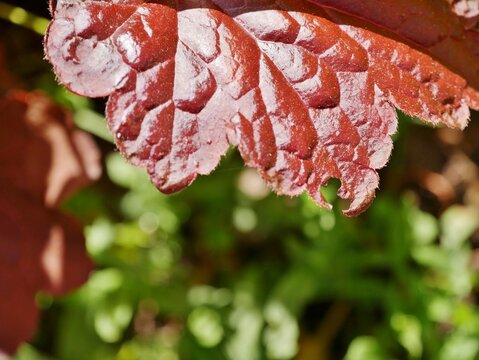 Purpurgl&ouml;ckchen (Heuchera)