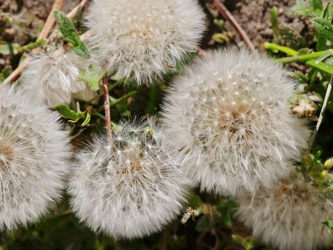Pusteblume mit Schirmche im Garten