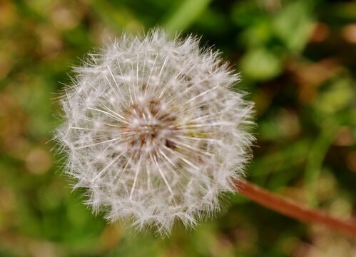 Pusteblume mit Schirmche im Garten