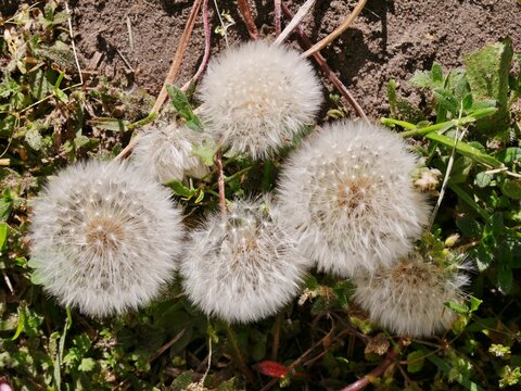 Pusteblume mit Schirmche im Garten