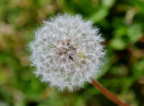 Pusteblume mit Schirmche im Garten